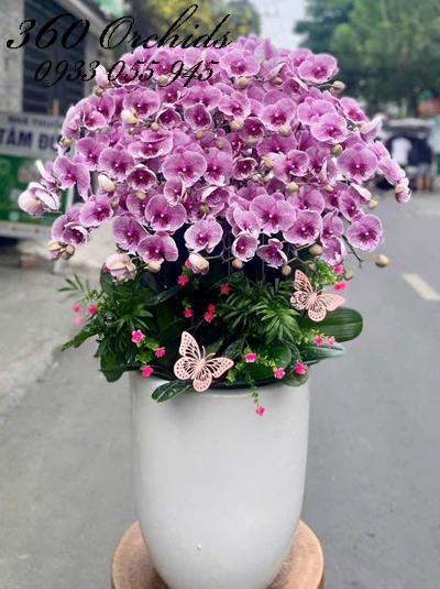 Chậu lan hồ điệp đột biến - Hồng phúc ấm êm
