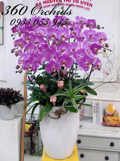Chậu lan hồ điệp đột biến - Vun đắp thịnh vượng