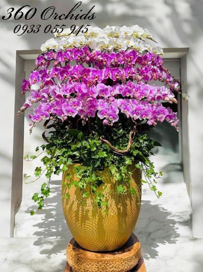 Chậu lan hồ điệp kết hợp - Huy hoàng lộng lẫy