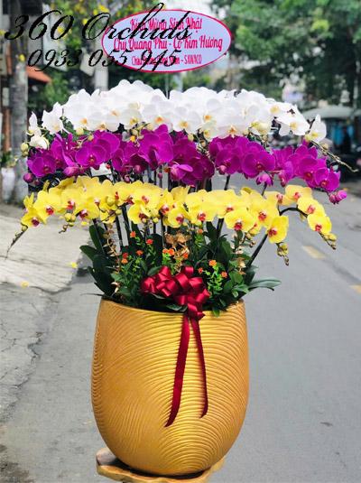Chậu lan hồ điệp kết hợp - Kim ngân hội tụ