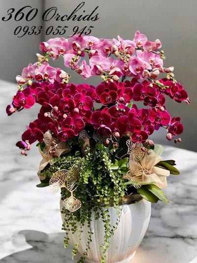 Chậu lan hồ điệp kết hợp - Lộc về trăm lối
