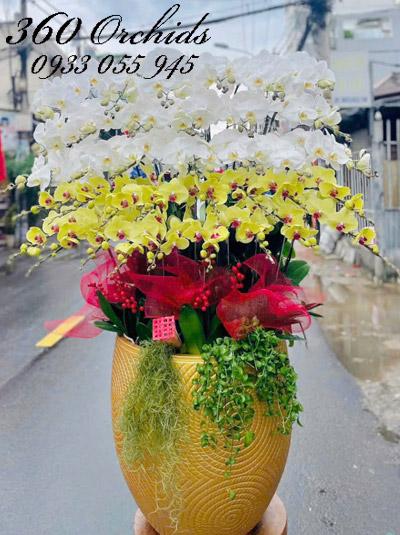 Chậu lan hồ điệp kết hợp - Mãi luôn hạnh phúc