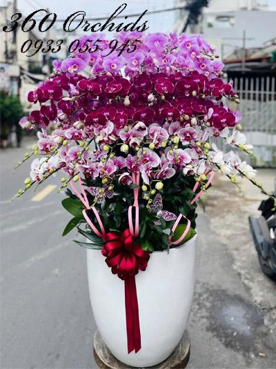 Chậu lan hồ điệp kết hợp - Ngày ngày hồng phúc