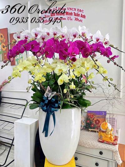Chậu lan hồ điệp kết hợp - Phúc hồng đầy nhà