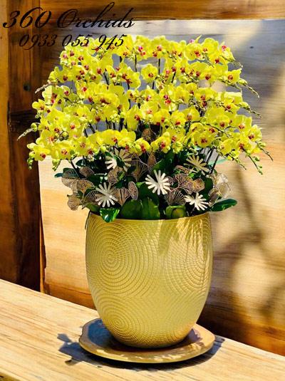 Chậu lan hồ điệp vàng - Rực sáng tương lai