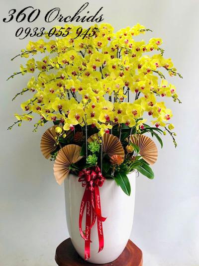 Chậu lan hồ điệp vàng - Tiền bạc vô lo