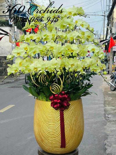 Chậu lan hồ điệp xanh bơ - May mắn ghé thăm