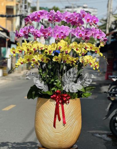 Chọn hoa lan hồ điệp chúc mừng ngày Nhà giáo Việt Nam