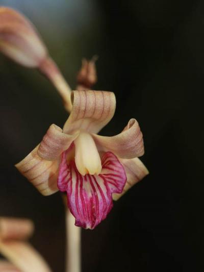 Giống lan đẹp nhất - Khám phá những loài hoa lan đắt nhất thế giới 