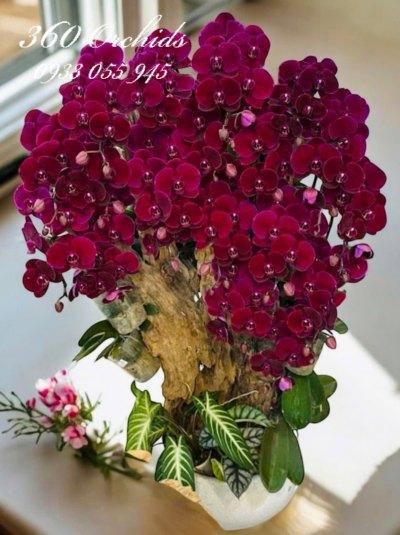 HDV - Mộc lan vọng nguyệt