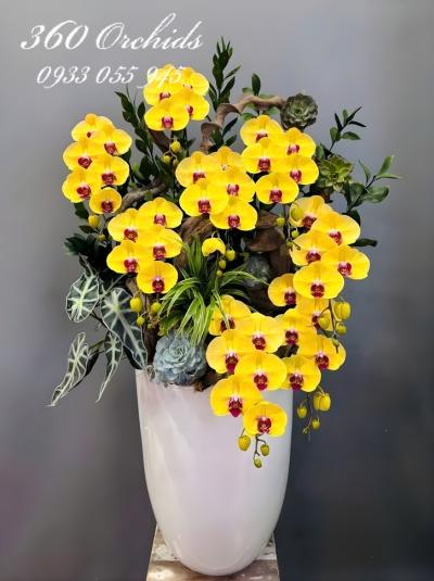 HDV - Vàng bạc đầy nhà