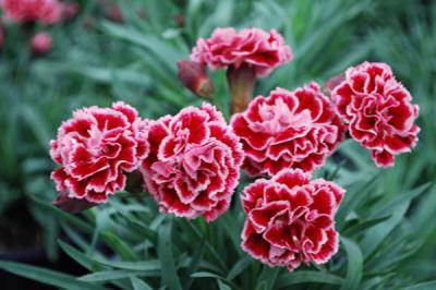 Hoa cẩm chướng - Vẻ đẹp thanh tao quyến rũ hàng triệu ánh nhìn