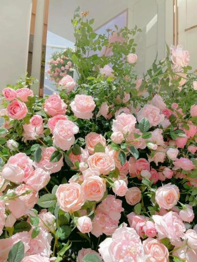 Hoa hồng - Vẻ đẹp khiến cả thế giới mê mẫn