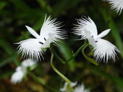 Hoa lan cò trắng - Một nét đẹp thuần khiết và thanh lịch