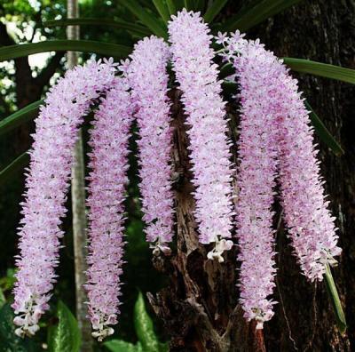 Hoa lan đuôi cáo - Loài hoa quyến rũ với hình dáng độc đáo