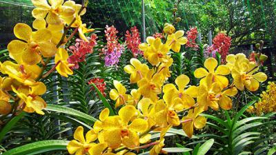 Hoa lan Thái - Tinh hoa vẻ đẹp thiên nhiên của xứ xở Chùa Vàng