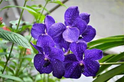 Hoa lan Vanda - Kỳ công mỹ thuật đặc sắc trong giới hoa lan