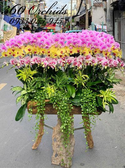 Lan hồ điệp ghép gỗ lũa - Giàu sang muôn kiếp