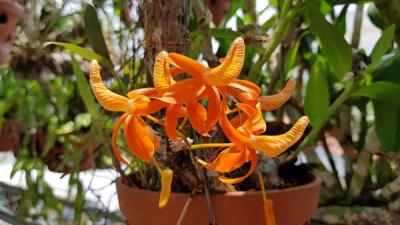 Lan hoàng thảo đơn cam - Loài lan rừng với vẻ đẹp rực rỡ