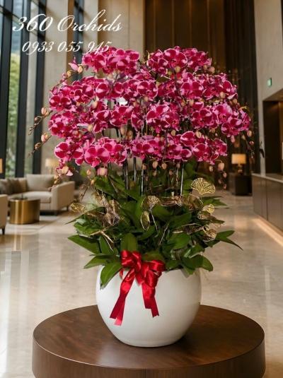 LHDDB - Tình son sắc