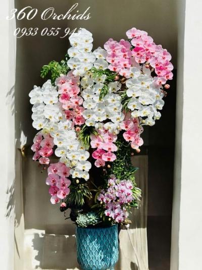 LHDGL - Bách hoa hiền quý