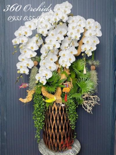 LHDGL - Bạch long vươn cao