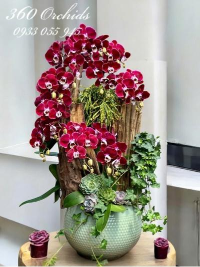 LHDGL - Cửu long khai hội