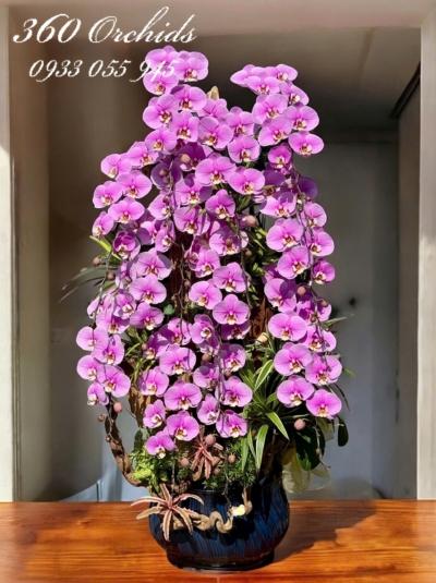 LHDGL - Đại lộc kim hoa