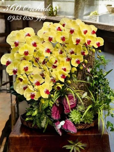 LHDGL - Kim ngân đón lộc