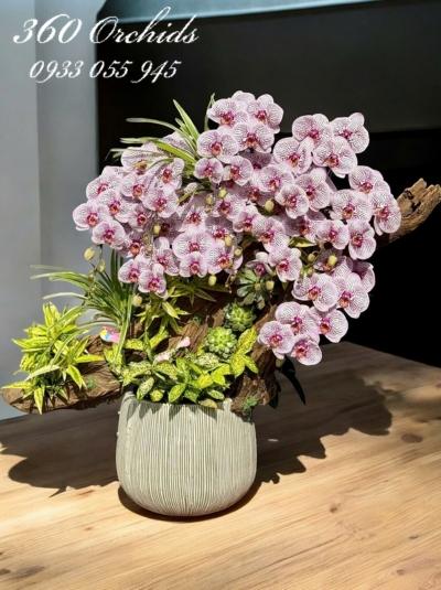 LHDGL - Nét cổ thư pháp