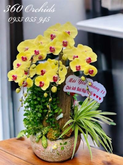 LHDGL - Tài khí ngập tràn