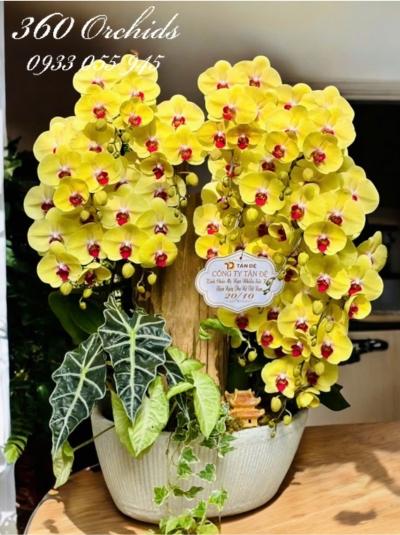 LHDGL - Trường thọ vĩnh cửu