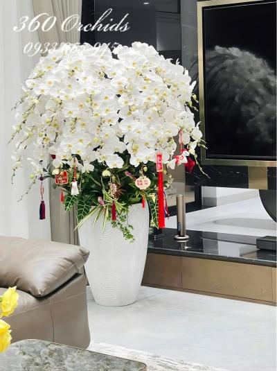 LHDT - An nhiên tự tại