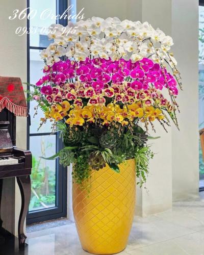 LHDT - Ngũ phúc lâm môn