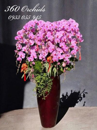 LHDT - Nhà mình có tết