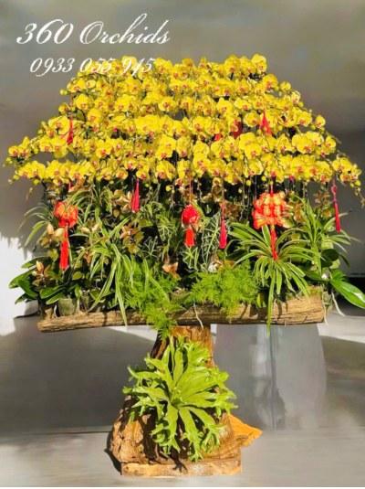 LHDT - Thức quà xuân