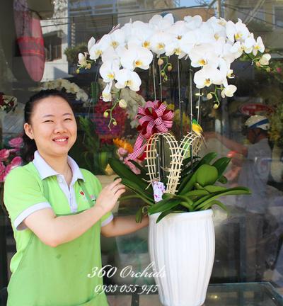 Shop bán lan hồ điệp Đà Nẵng chuyên nghiệp, chất lượng