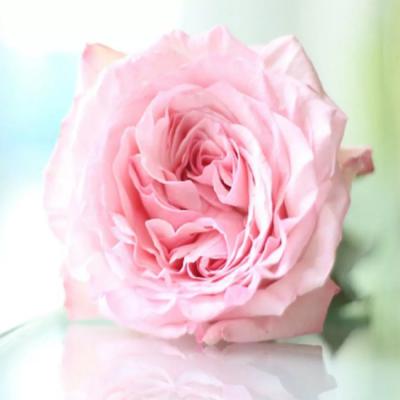 Tìm hiểu về các loại hoa hồng Ohara phổ biến