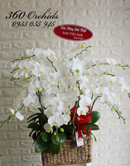 Giỏ hoa lan trắng chúc mừng khai trương