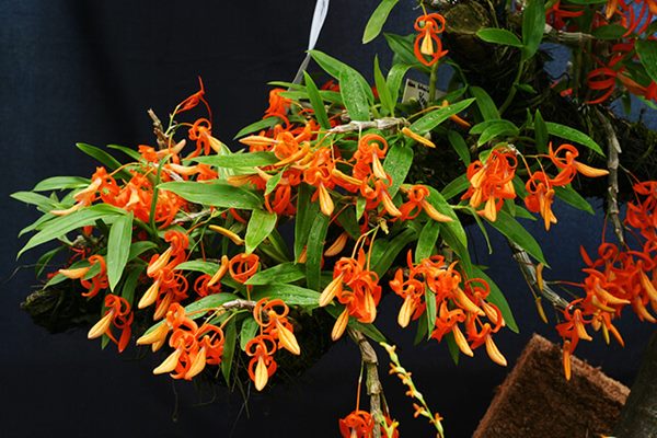 Lan Hoàng thảo đơn cam có tên khoa học là dendrobium unicum