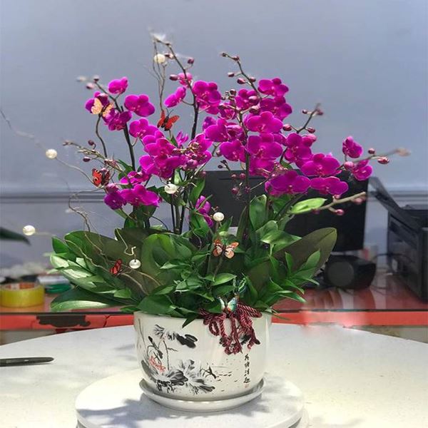 Hoa lan 360 - Địa chỉ mua lan hồ điệp mãn thiên hồng đẹp, sang trọng