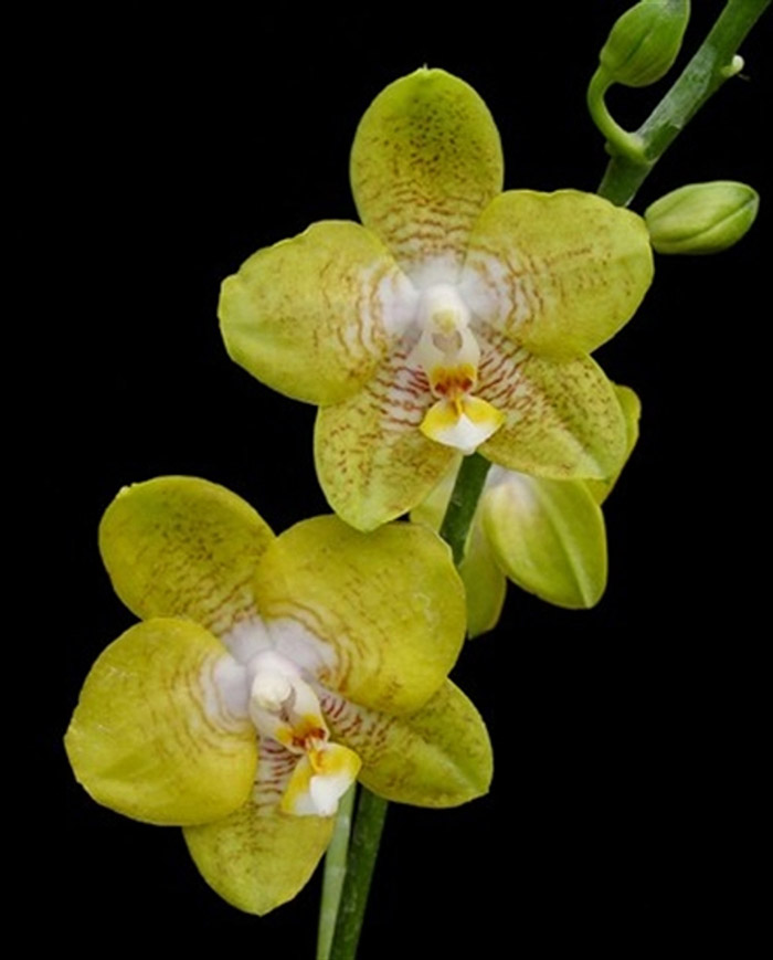 Hồ Điệp vàng chủng loại Phalaenopsis Brother Lawrence