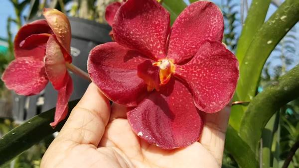 Giá cây hoa lan Vanda tùy thuộc vào kích thước hoa