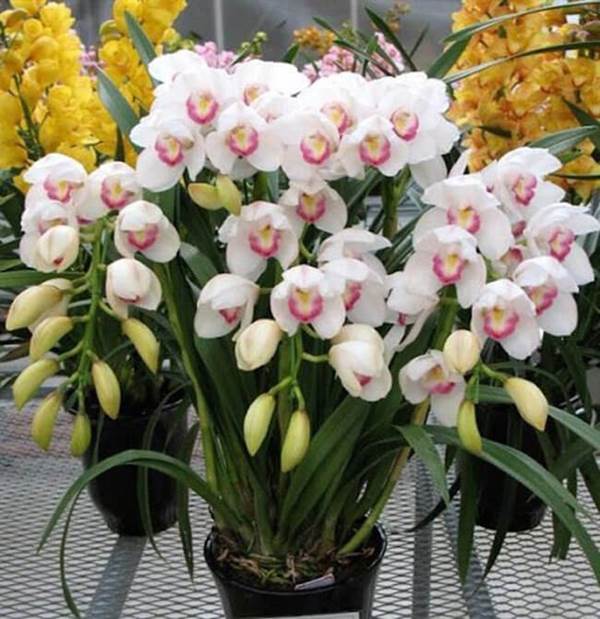 Hoa địa lan trắng (Phalaenopsis amabilis) có nguồn gốc từ Mexico