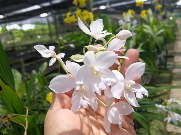 Cây địa lan trắng nở hoa thường vào mùa xuân