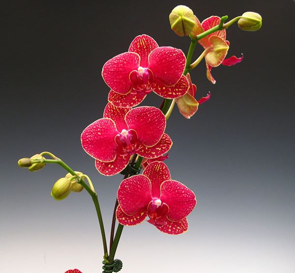Lan hồ điệp đỏ có thể nở hoa trong khoảng thời gian từ 3 đến 4 tháng