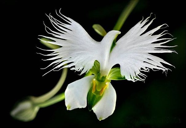 Hoa lan cò trắng mang màu sắc trắng tinh khiết và trong suốt