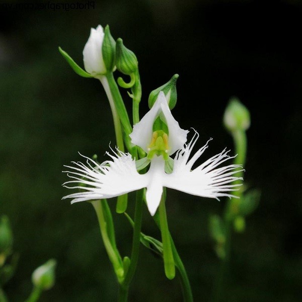 Đặc điểm hoa lan cò trắng