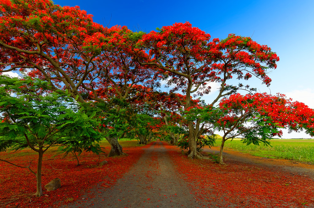 Con đường cây hoa phượng đỏ rực