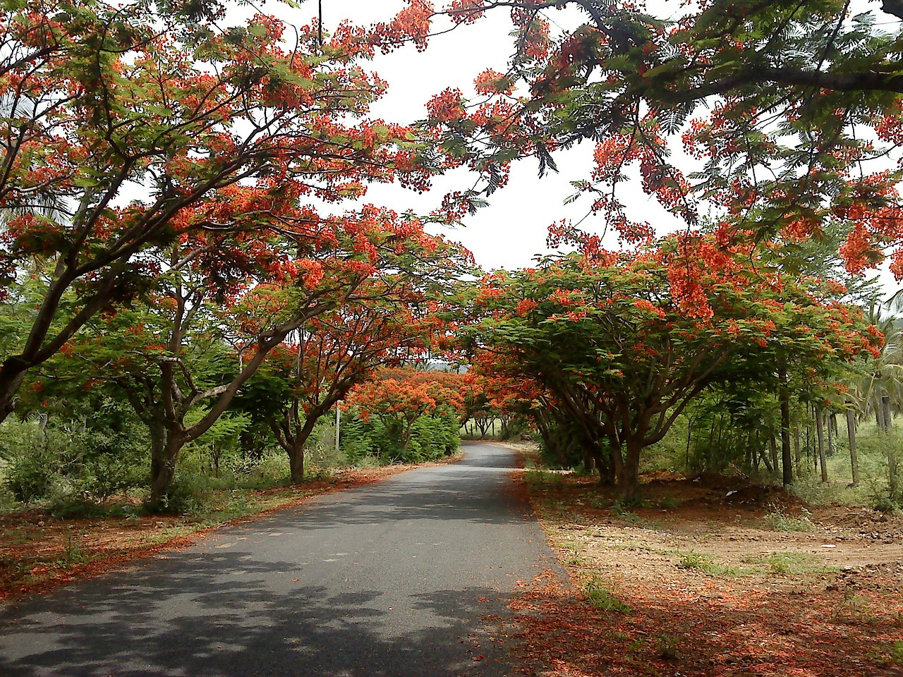 Hoa phượng vĩ đỏ trải dài con đường làng